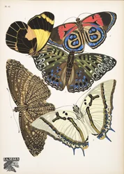 Płyta 12, z Butterflies, wyd. 1925 (odbitka szablonowa)