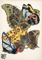 Płyta 15, z Butterflies, wyd. 1925 (odbitka szablonowa)