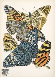 Płyta 3, z Butterflies, wyd. 1925 (odbitka szablonowa)