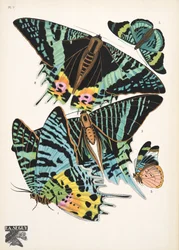 Płyta 7, z Butterflies, wyd. 1925 (odbitka szablonowa)