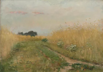 Letni krajobraz - Pole zboża