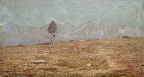 Roślina