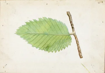 Gąsienica Jagged Leaf Edge, opracowanie do książki Concealing Coloration in the Animal Kingdom