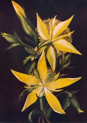Płonąca Gwiazda, c1915, 1915