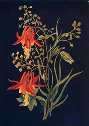 Orlik, c1915, 1915