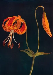 Lampart lilia, c1915, 1915