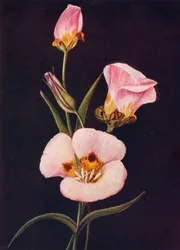 Tulipan Mariposa, c1915, 1915