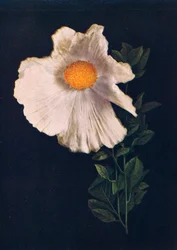 Mak Matilija, c1915, 1915