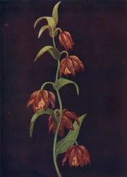 Dzwony Misji, c1915, 1915