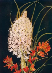 Pędzel z squaw Grass i szkarłatny, c1915, 1915