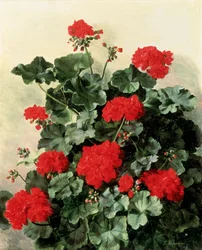 Czerwone pelargonie. Obraz Emmy Marie Caroline Thornam (1852-1935) Olej na płótnie. Kolekcja prywatna.