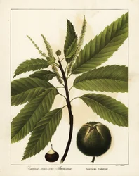 Kasztan amerykański, Castanea dentata Castanea vesca var