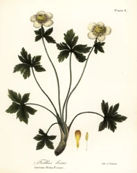 American Globe flower lub amerykański rozpościerający się globeflower, Trollius laxus