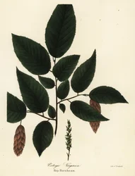 Grab amerykański, Ostrya virginiana (Hop-grab, Ostrya virginica)
