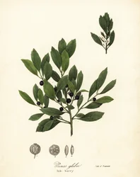 Herbata Appalachów, liście barwnikowe, zimozielona jagoda, limonka i jagoda, Ilex glabra