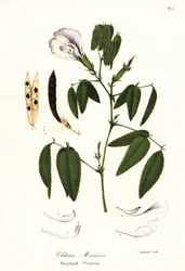 Groch motyla, skrzydła gołębia atlantyckiego lub klitoria Maryland, Clitoria mariana