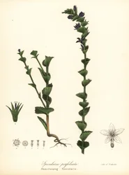 Triodanis perfoliata (Triadnis perfoliata)