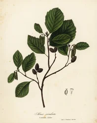 Olcha zwyczajna, leszczyna lub olcha gładka, Alnus serrulata