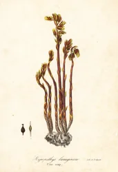 Fajka Holenderska, fałszywe krople bukowe, sosna lub żółte ptasie gniazdo, hypopity Monotropa (Sosna sosnowa, Hypopithys lanuginosa)