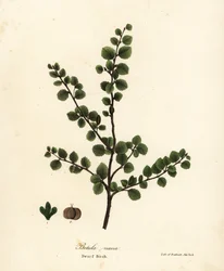 Brzoza karłowata, Betula nana