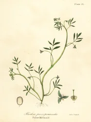 Fałszywa syrena , Floerkea proserpinacoides