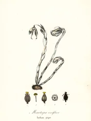 Roślina duchów, fajka duchów, fajka indyjska lub roślina zwłok, Monotropa uniflora