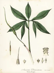 Zielony smok lub smoczy korzeń, Arisaema dracontium