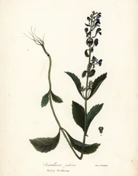 Scutellaria elliptica (Scutellaria pilosa)
