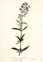 Kwiat hełmu, jarmułka hełmowa lub całolistna kapturka, Scutellaria integrifolia