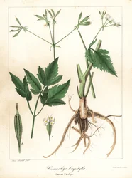Długo-słodko-cicely, longstyle sweetroot lub sweet cicely, Osmorhiza longistylis
