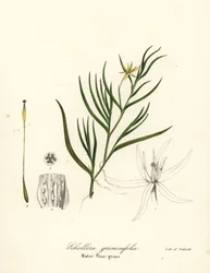 Błotny babka lub hiacynt wodny, Heteranthera dubia (wodna trawa gwiaździsta, Schollera graminifolia)