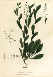 Murbeckiella pinnatifida (Rzeżucha zębata, Arabis dentata)