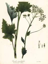 Babka blada indyjska, Arnoglossum atriplicifolium (cacalia pomarańczowolistna, Cacalia atriplicifolia)