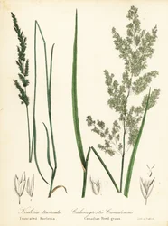 Łuska preriowa, Sphenopholis obtusata i trzcinnik kanadyjski, Calamagrostis canadensis