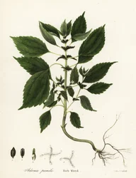Bogaty chwast, Adenia pumila (Collinsonia canadensis?)