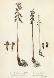Koral plamisty, Corallorhiza maculata i koral jesienny, Corallorhiza odontorhiza (koral wielokwiatowy, Corallorhiza multiflora i koral ząbkowany, C