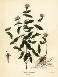 Mięta kamienna, mięta mrozowa, lebiodka i lebiodka amerykańska, Cunila origanoids (Cunila mariana)