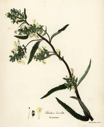 Wysoki gnidosz lub gnidosz bagienny, Pedicularis lanceolata