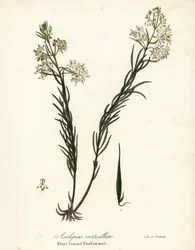 Whorled milkweed, wschodni perłówka, skrzyp polny lub jaskółka okółkowata, Asclepias verticillata