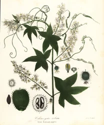 Dziki ogórek, kłujący ogórek, burogórek lub dzikie jabłko balsamiczne, Echinocystis lobata