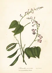 Dzika fasola zwyczajna, Phaseolus polystachios (Wieloletnia fasola zwyczajna, Phaseolus perennis)