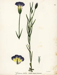 Wiatrak goryczka z frędzlami , Gentianopsis detonsa ( Gentiana detonsa z małymi frędzlami , Gentiana detonsa )