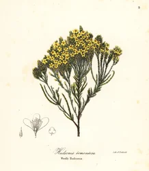 wrzos plażowy, wrzos plażowy, wrzos piaskowy lub włochaty hudsonia, Hudsonia tomentosa