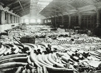 London Docks: magazyn kości słoniowej, 1895
