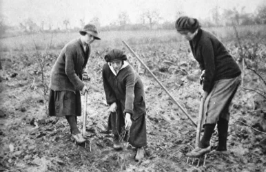 Przyjemne, dochodowe, patriotyczne: Na farmie owoców w Letchmore Heath, niedaleko St. Albans, z The Illustrated War News, 2 sierpnia 1916