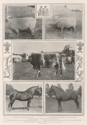 The Cattle Show w Cardiff, zdobywca nagrody królewskiej i inni