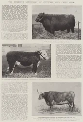 Setna rocznica Smithfield Club Cattle Show