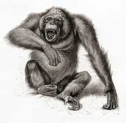 Orangutan borneański, Pongo pygmaeus, pisany również jako orangutan, orangutang lub orangutang. Z Meyers Lexicon, opublikowanego w 1924 r. (w druku)