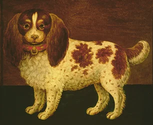 Spaniel