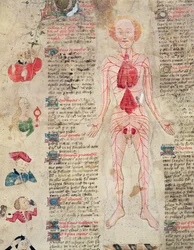 Schemat anatomiczny, z De arte phisicali e de cirugia autorstwa Johna Arderne, 1412